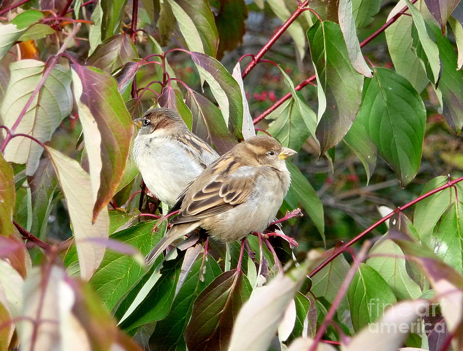 Birds Of New York. Sparrows Photograph by Anna  Duyunova