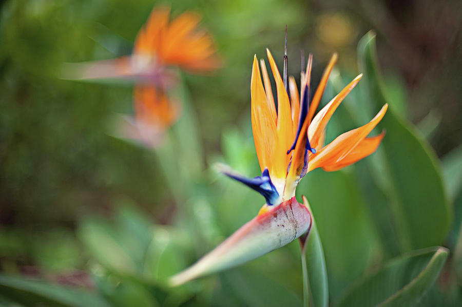 Birds of Paradise Photograph by Jennifer Henderson - Fine Art America