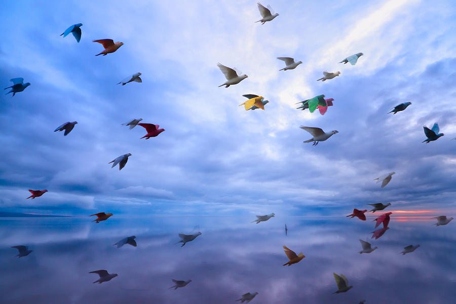 Birds of Paradise Photograph by Marzena Grabczynska Lorenc