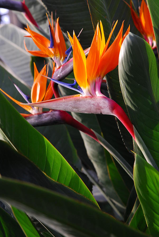 Download Birds of Paradise Tropical Celebration Photograph by J R Stern