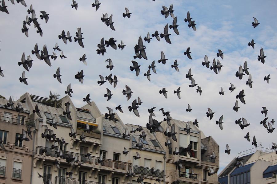 Birds of paris Photograph by Khouloud Abdelhedi