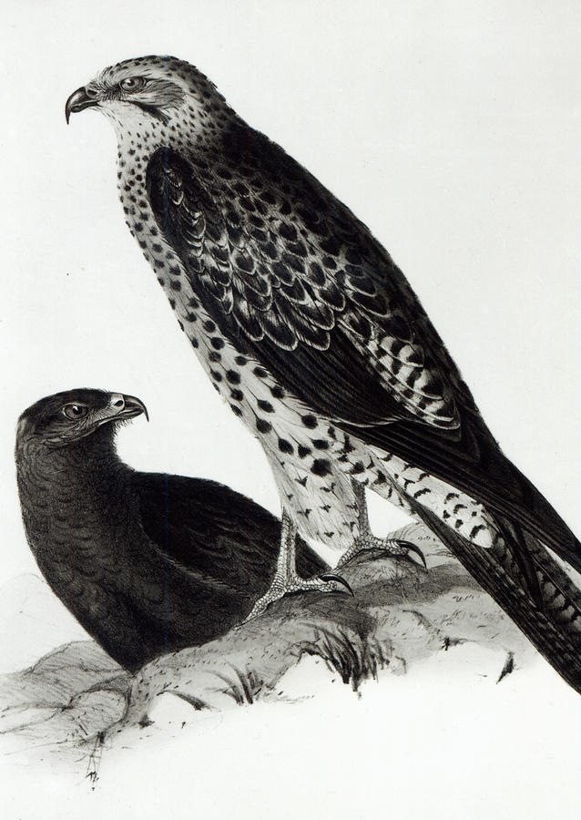 Black And White Painting - Birds of Prey by Charles Darwin