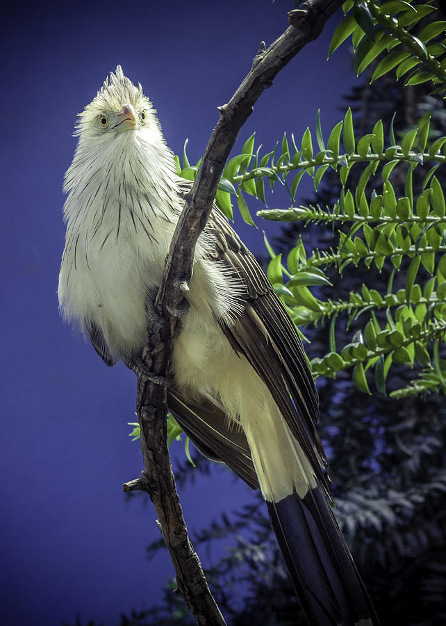 Birds of Prey Photograph by Jason Moynihan