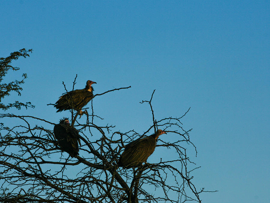 Birds of Prey Photograph by Karen Zuk Rosenblatt