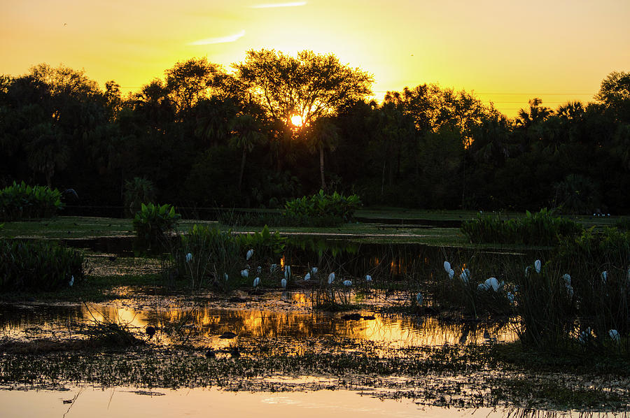 Birds Of Sunset Photograph by Ken Figurski