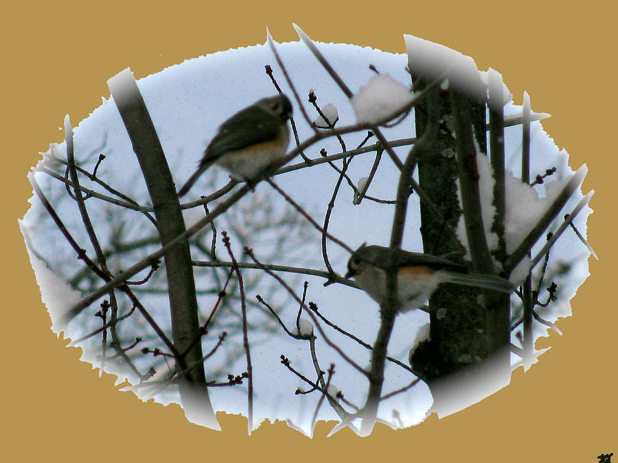 Birds Of Winter Snow Photograph by Debra     Vatalaro