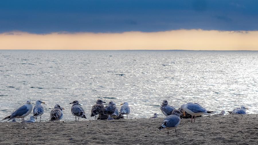 Birds on a beach Photograph by Kendall McKernon