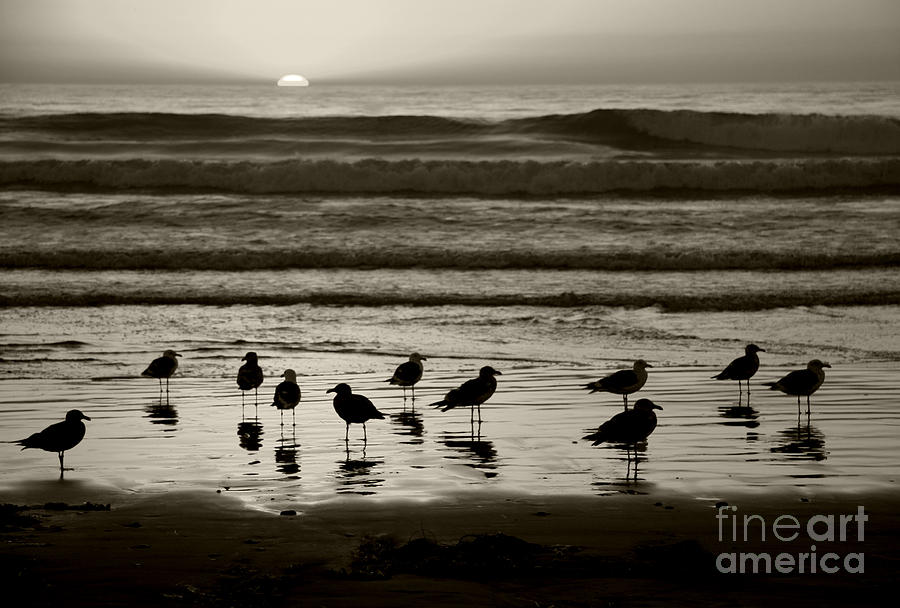 Sunset Photograph - Birds on a Beach by Timothy Johnson