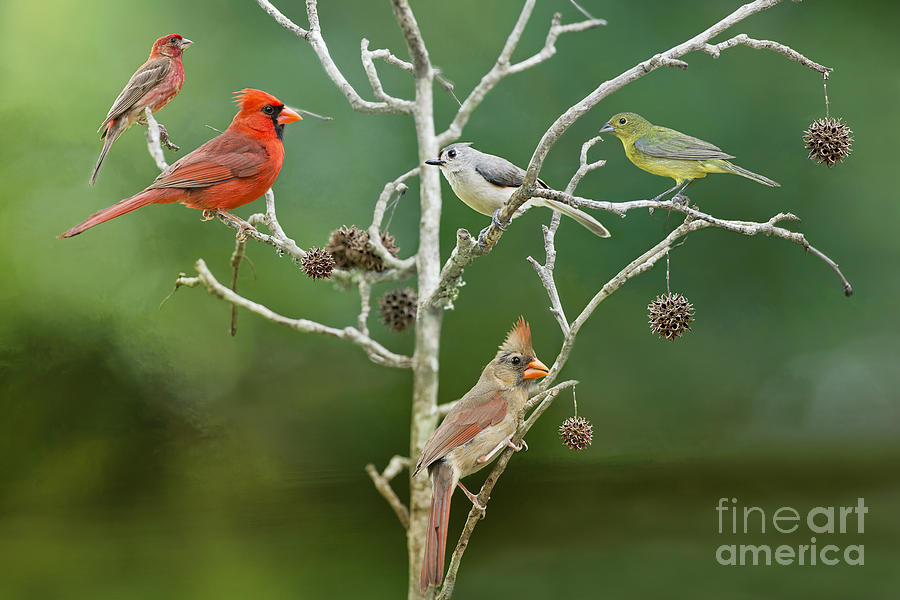 Birds on a Black Gum Branch Photograph by Bonnie Barry