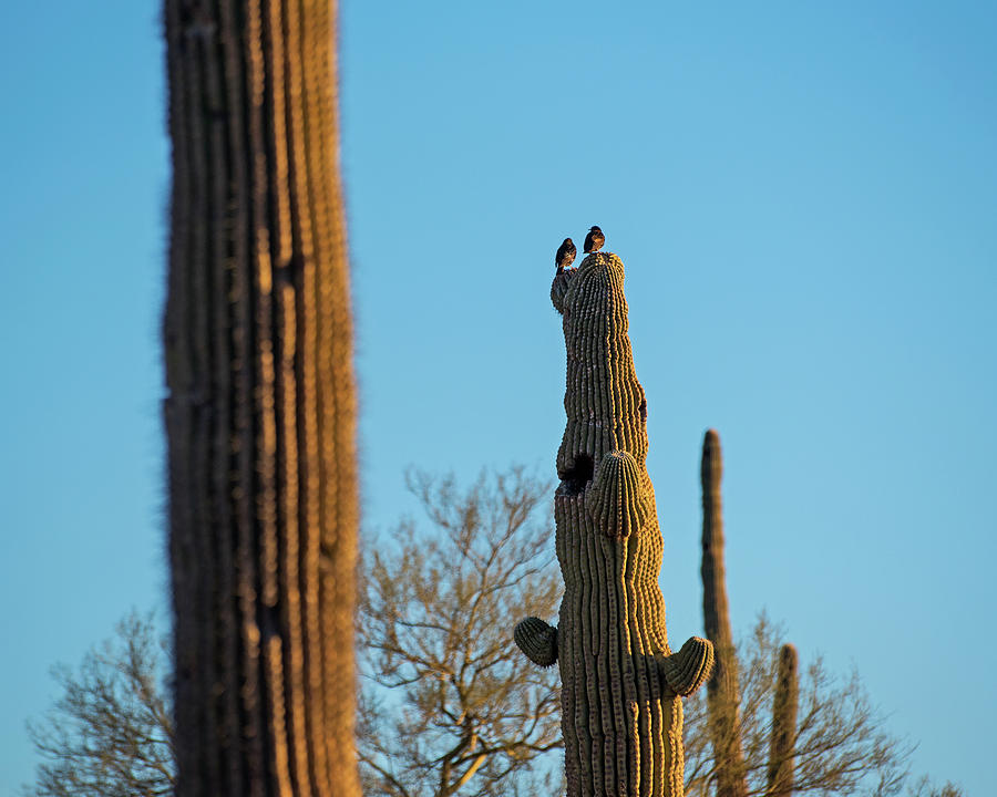 Birds on a Cactus Papago Park Phoenix AZ Arizona Photograph by Toby McGuire