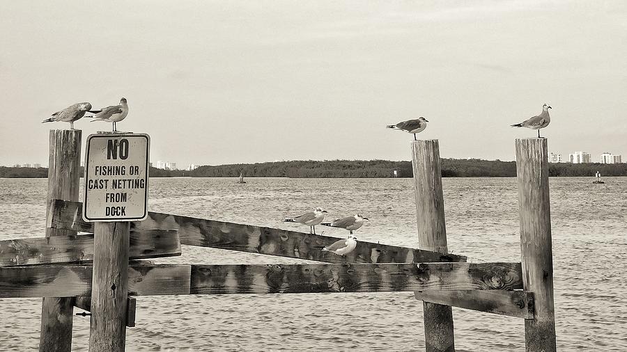 Birds on Dock Pilings Photograph by Vicki Lewis