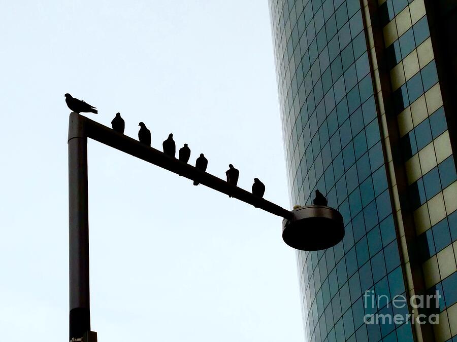 Bird Photograph - Birds On A Light Pole  by Mioara Andritoiu