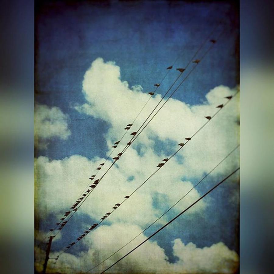 Textures Photograph - Birds On A Line #clouds #birdsonawire by Joan McCool