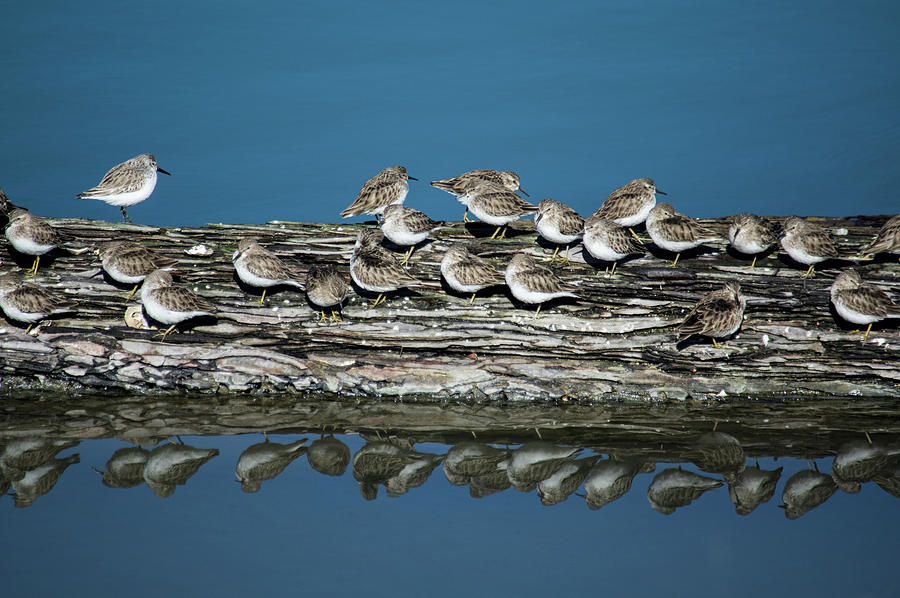 Bird Photograph - Birds on a Log by Scott A