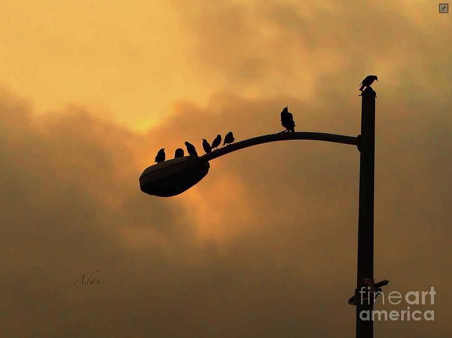 Birds on a Post Amber Light Detail Photograph by Felipe Adan Lerma