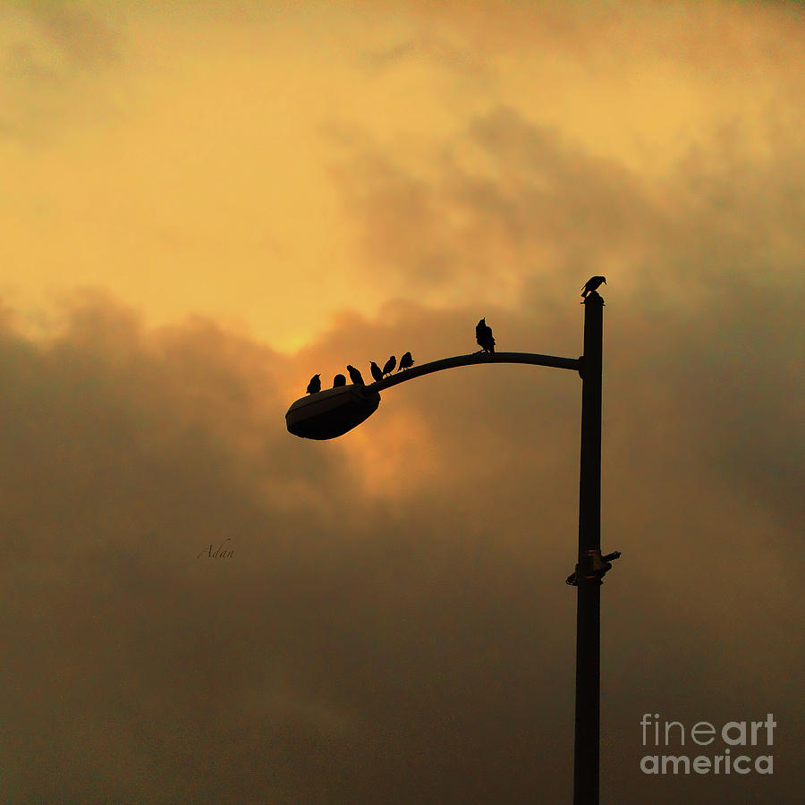 Birds on a Post Amber Light Square Photograph by Felipe Adan Lerma