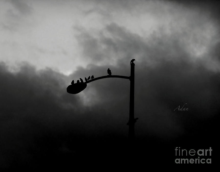 Birds on a Post BW Photograph by Felipe Adan Lerma