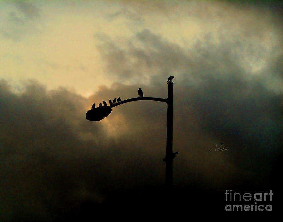 Birds on a Post Changing Sky Photograph by Felipe Adan Lerma