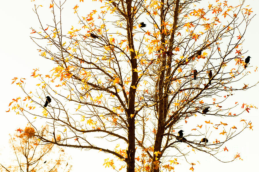 Birds on a Tree Photograph by Iris Greenwell