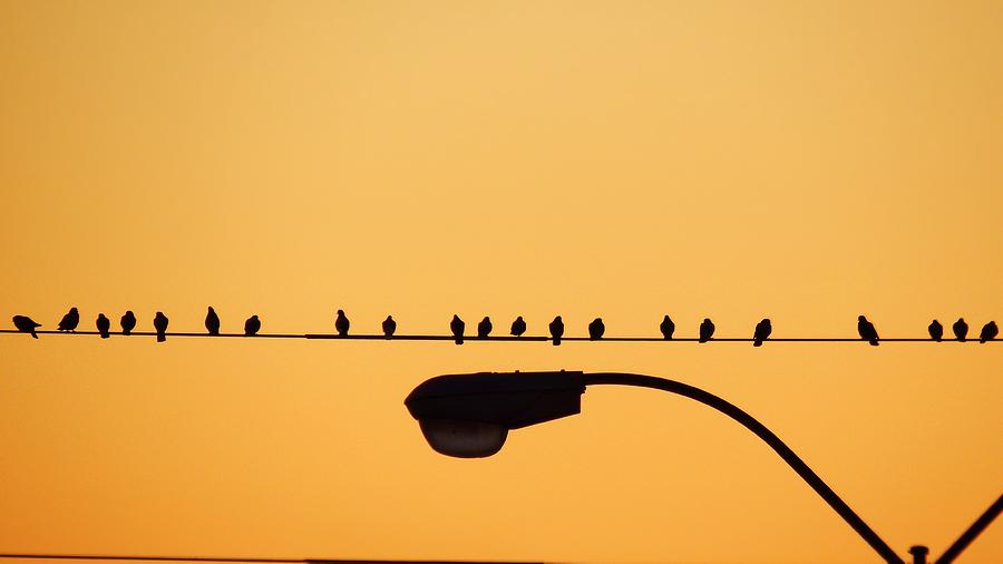 Birds on a wire 3 Photograph by Andrew Rhine