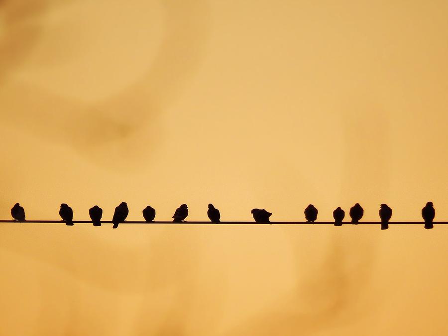 Birds on a wire 4 Photograph by Andrew Rhine