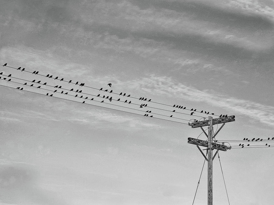 Birds On A Wire BW Photograph by Steve Lucas