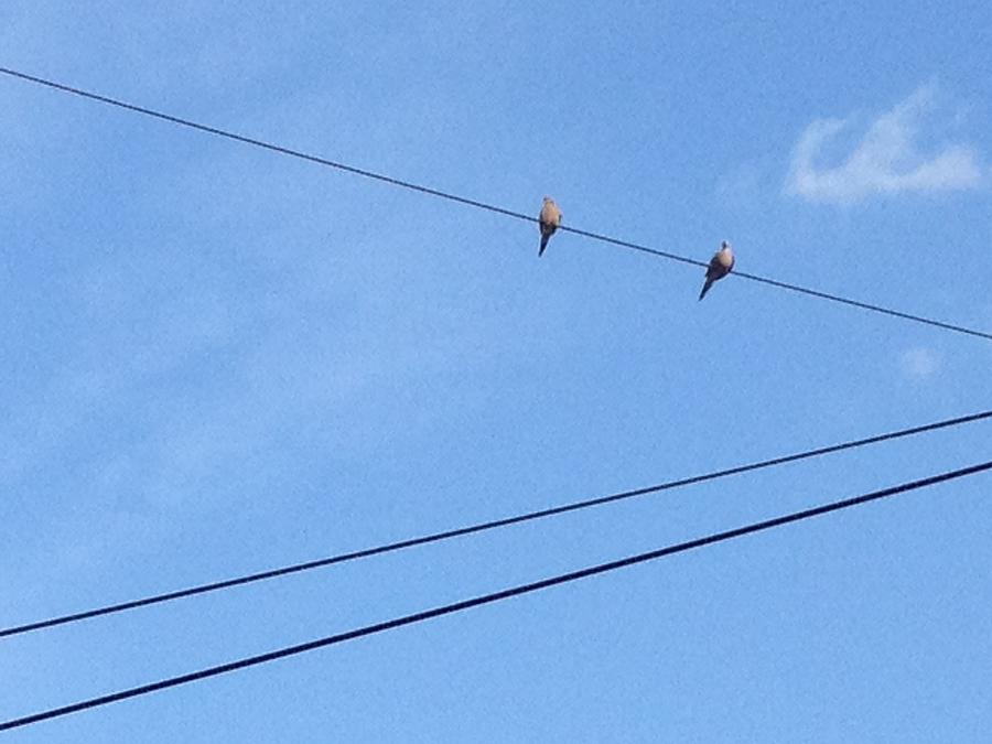 Bird Photograph - Birds on a Wire by Iris Newman