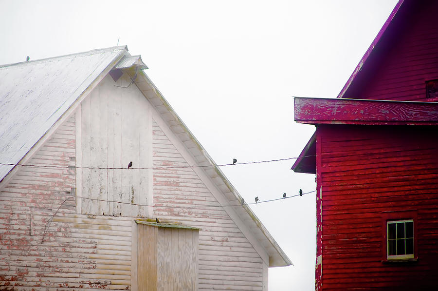 Birds on a Wire Photograph by Jeff Cooper