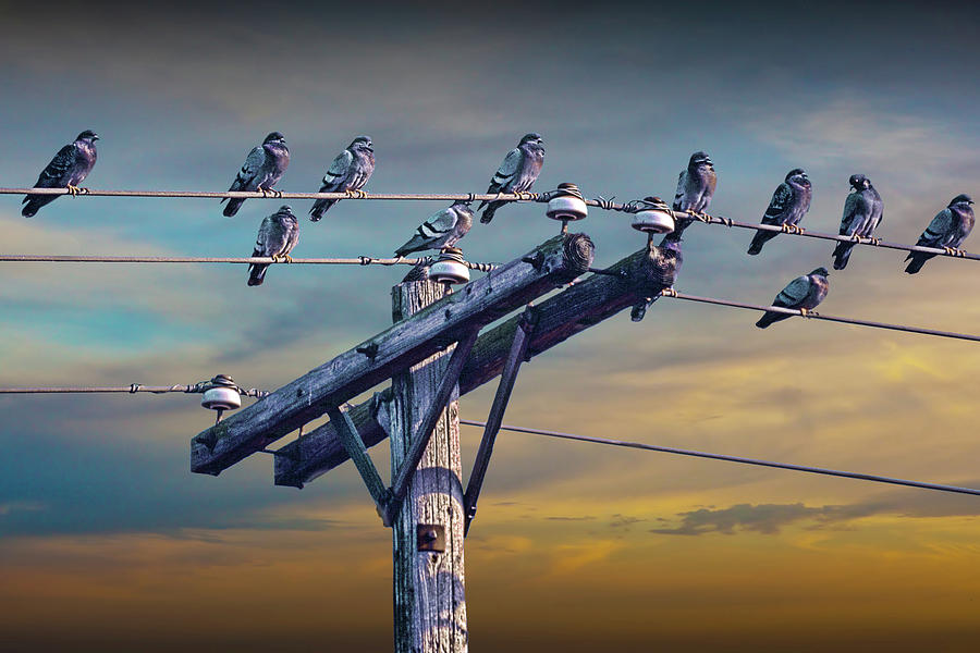 Birds on a Wire Photograph by Randall Nyhof
