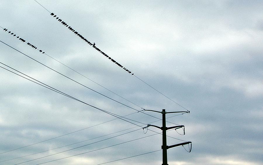 Up Movie Photograph - Birds On A Wire by Stephanie Calhoun
