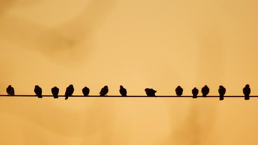 Birds on a wire1 Photograph by Andrew Rhine