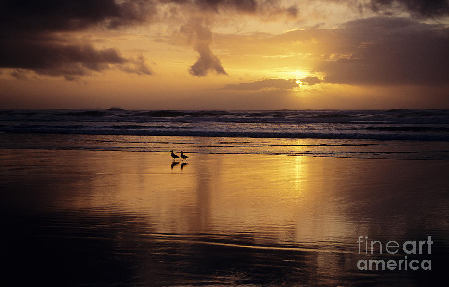 Birds on Beach Photograph by Ali ONeal - Printscapes