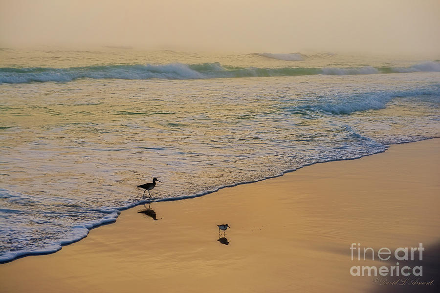 Birds on Beach at Sunset Photograph by David Arment