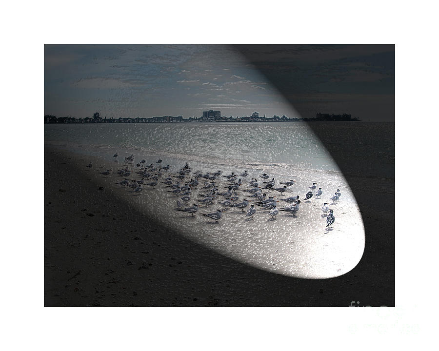 Birds on Beach Digital Art by Karen Francis