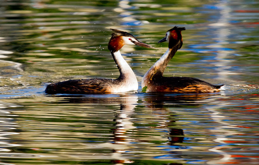 Birds on Lake Photograph by David Freeman