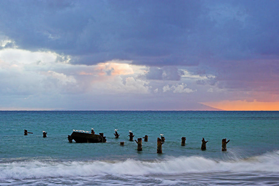 Birds on Old Jetty- St Lucia Photograph by Chester Williams