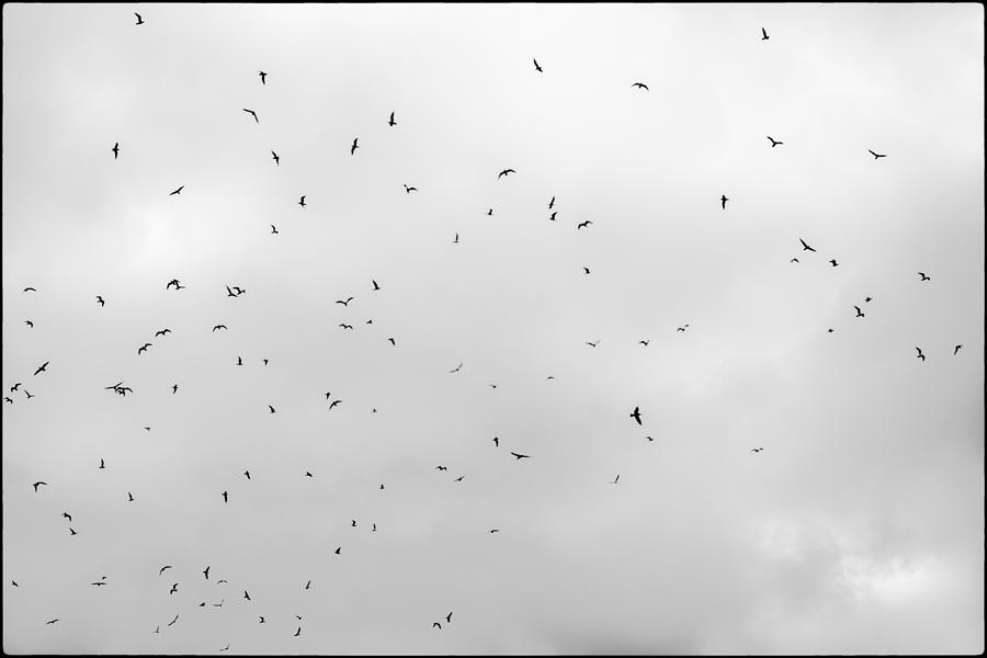 Paris Photograph - Birds on Parisian Sky by Lazh Lo