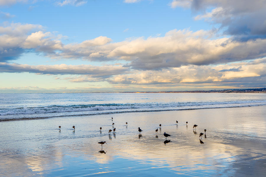 Birds on the Beach Photograph by Derek Dean