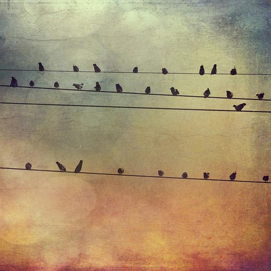 Birds On The Lines #stackablesapp Photograph by Joan McCool