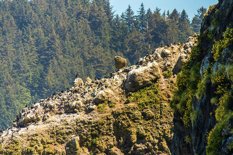 Birds on the Rocks Photograph by Jonny D
