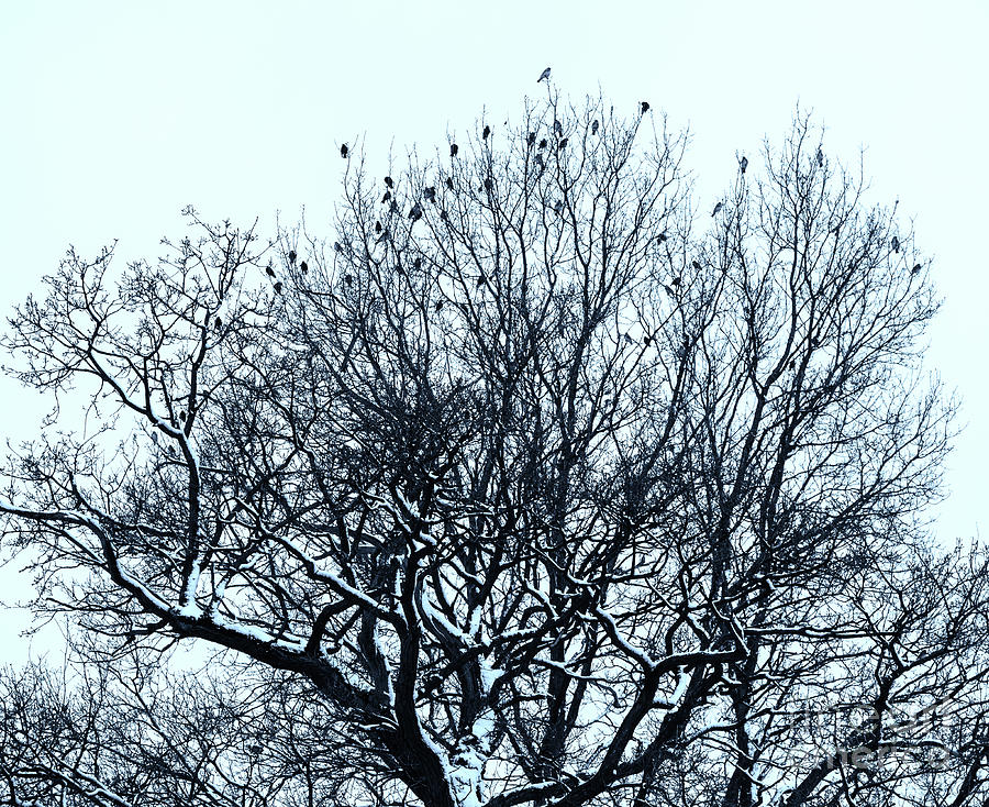 Birds on the tree monochrome Photograph by Marina Usmanskaya