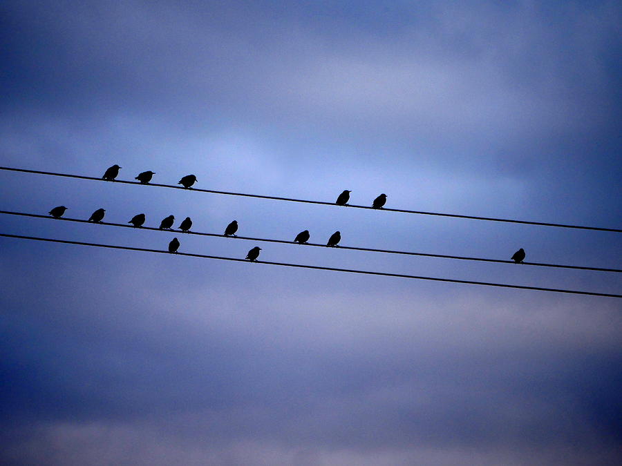 Birds on the Wire Photograph by Richard Reeve