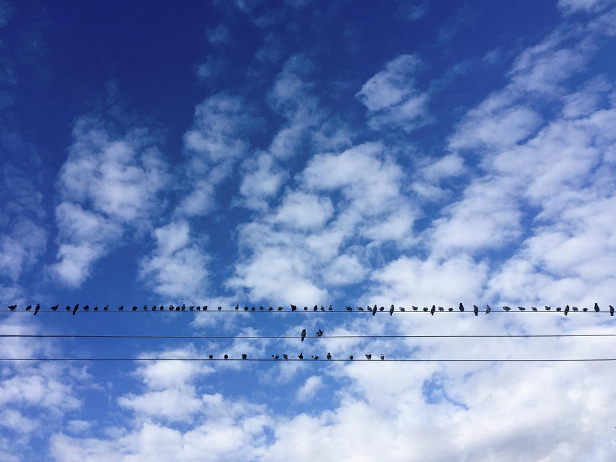 Birds On Wire Photograph by Al Hurley