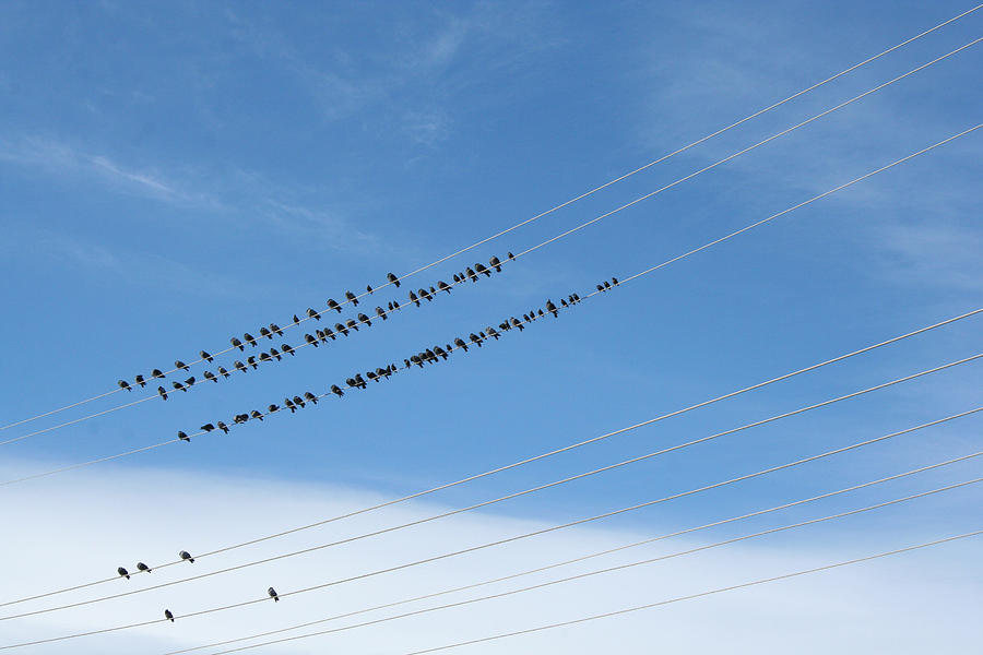 Birds on Wires Photograph by Ric Bascobert