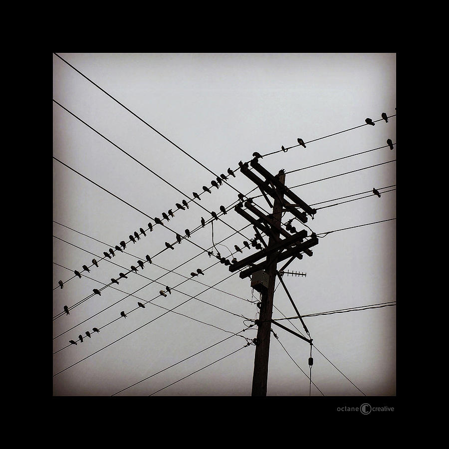 Birds On Wires Photograph by Tim Nyberg
