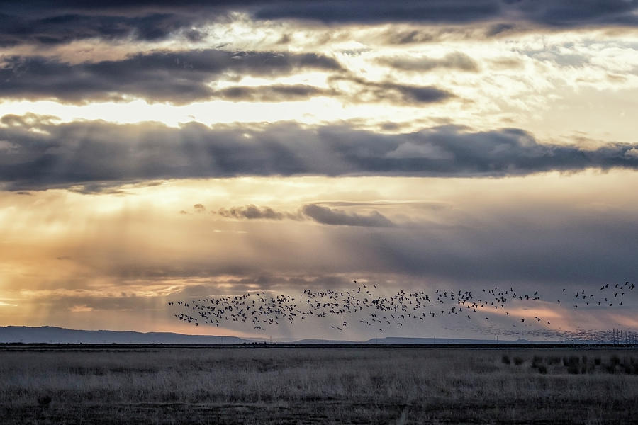 Birds Over Burns Photograph by Belinda Greb