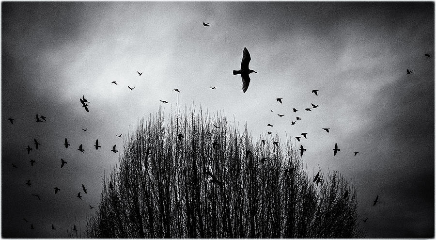 Birds over Bush Photograph by Peter V Quenter