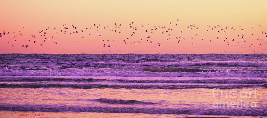 Birds over the waves 10-23-16 Photograph by Julianne Felton