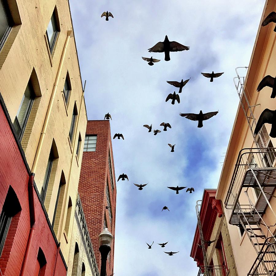 Birds Overhead Photograph by Julie Gebhardt