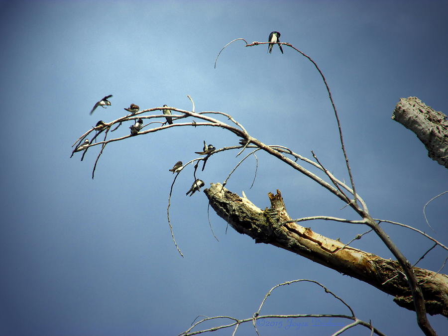 Birds Perched In A Dead Tree One Photograph by Joyce Dickens